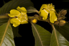 Hugonia belli